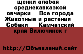 щенки алабая ( среднекавказкой овчарки) - Все города Животные и растения » Собаки   . Камчатский край,Вилючинск г.